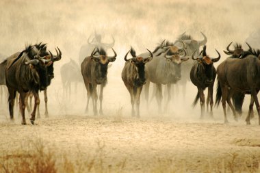 Vahşi Afrika mavi wildebeeste