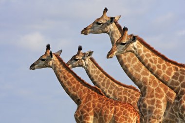 Wild african giraffe clipart