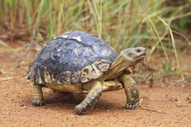 vahşi leopar tortiose