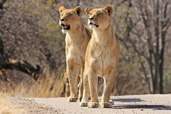 野生非洲狮 — 图库照片