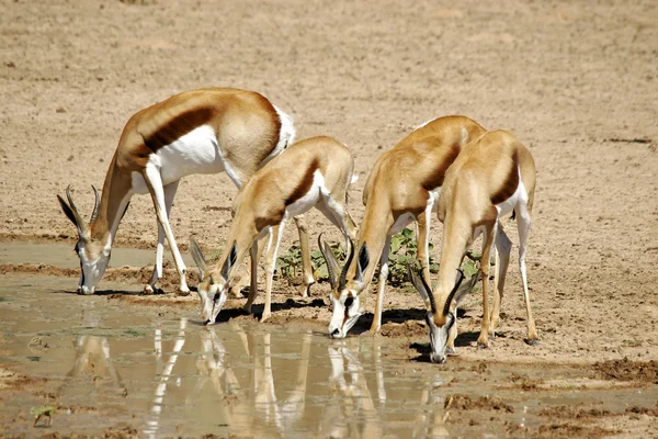 Dzikich afrykańskich springbok — Zdjęcie stockowe