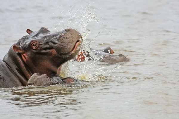 Hipopótamo africano selvagem — Fotografia de Stock