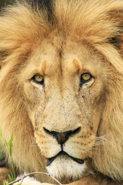 Wild Afrikaanse leeuw — Stockfoto