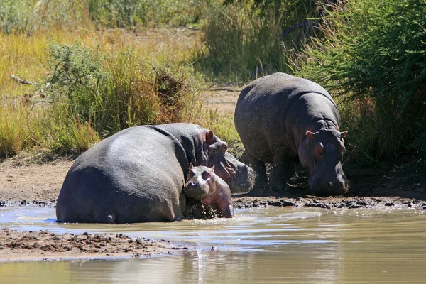 Hipopótamo salvaje africano —  Fotos de Stock