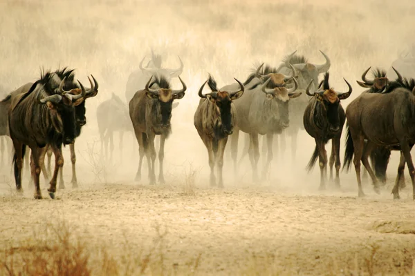 Selvagem Africano azul wildebeeste — Fotografia de Stock