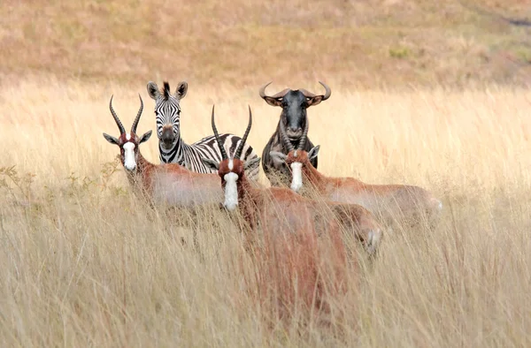 Animales salvajes africanos — Foto de Stock