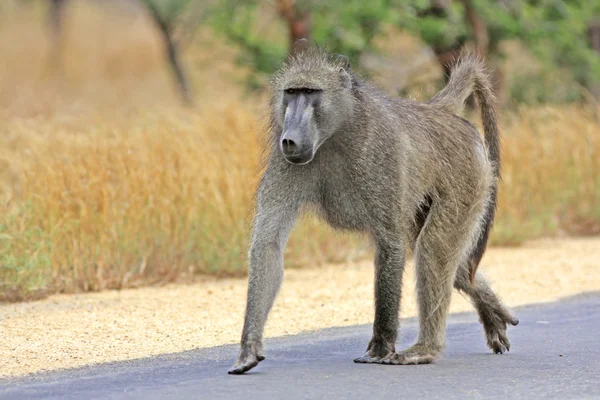 Babbuino chacma — Foto Stock