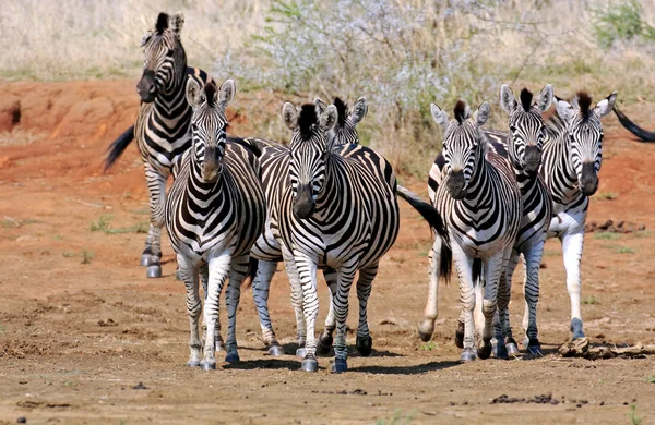 Дикая африканская зебра — стоковое фото