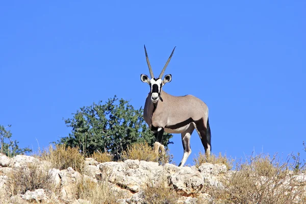 Gemsbok africano selvagem — Fotografia de Stock