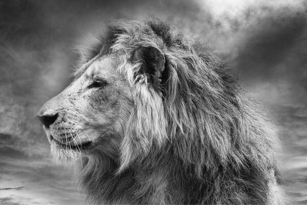 Wild african lion