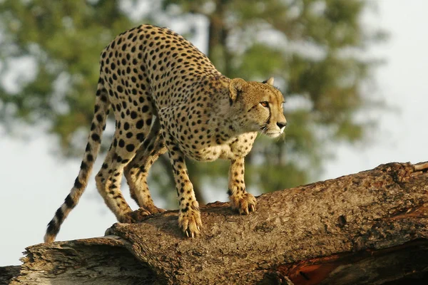 Wild african cheetah — Stock Photo, Image