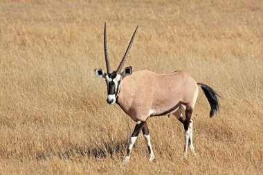 Vahşi Afrika gemsbok