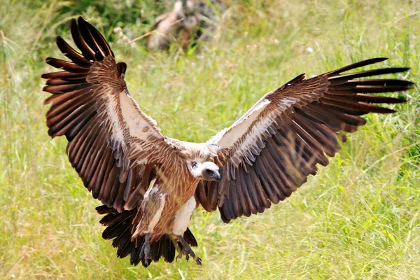 Buitre africano — Foto de Stock