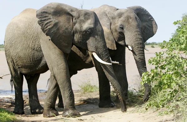 Vild afrikansk elefant — Stockfoto