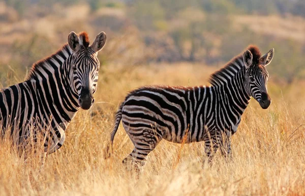 Afryki zebry — Zdjęcie stockowe