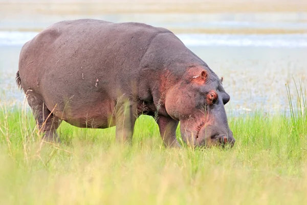 Ippopotamo africano selvatico — Foto Stock