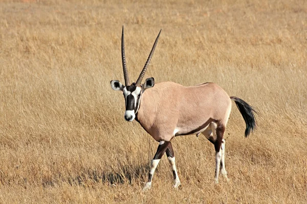 Gemsbok africano selvagem — Fotografia de Stock