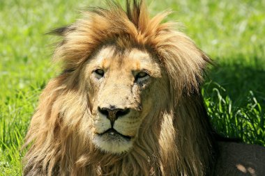 Vahşi Afrika aslanı