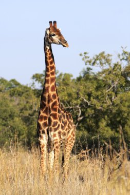 Wild african giraffe, clipart