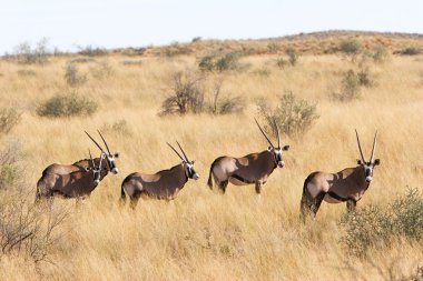 Vahşi Afrika gemsbok
