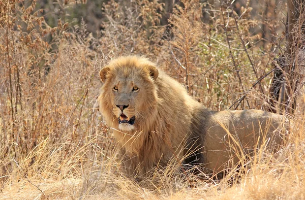 Lion sauvage africain — Photo