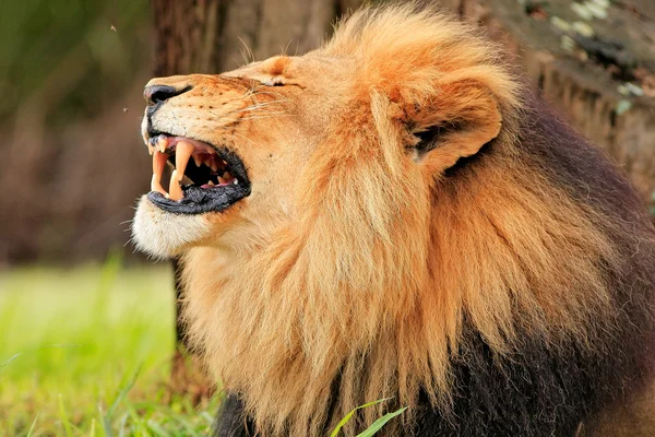 Dziki Lwa afrykańskiego — Zdjęcie stockowe