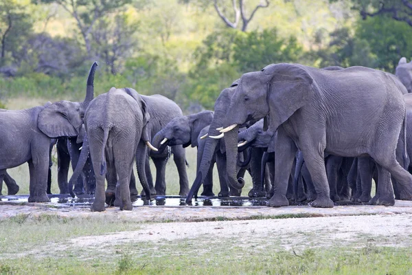 Divoký slon africký, — Stock fotografie