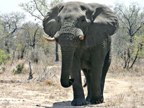 Wild african elephant — Stock Photo, Image