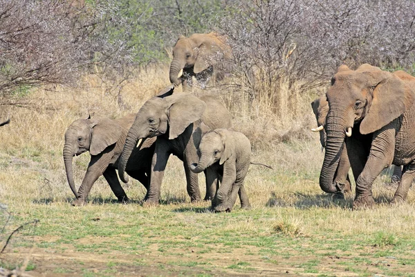 Vild afrikansk elefant — Stockfoto