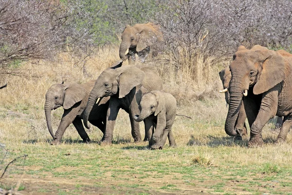 Éléphant d'Afrique sauvage — Photo