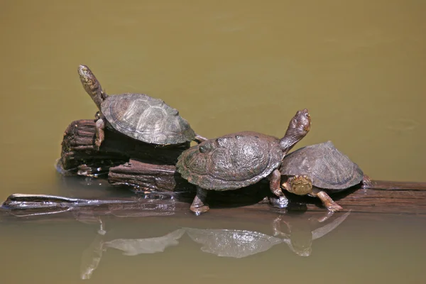 African terrapins — Stock Photo, Image