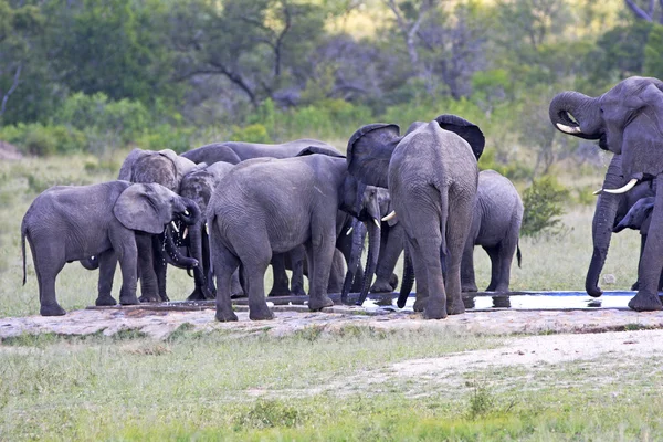 Verzameling van wilde Afrikaanse olifanten — Stockfoto