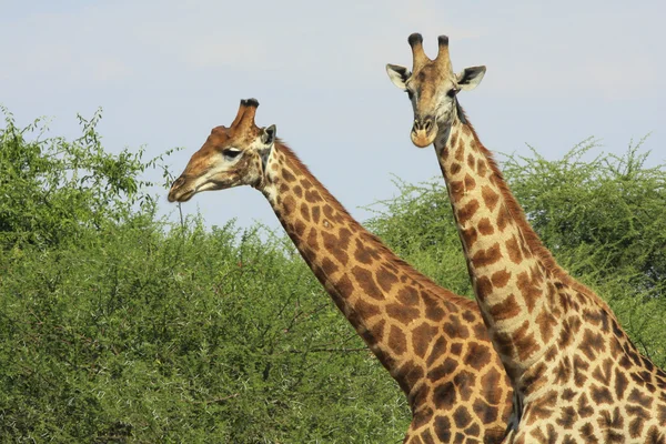 Wild african giraffe, — Stock Photo, Image