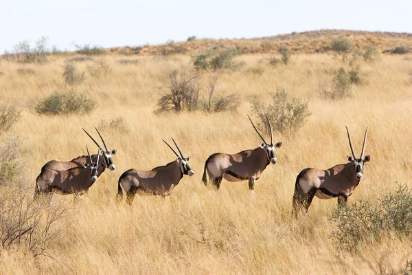 Wild african gemsbok — Stock Photo, Image