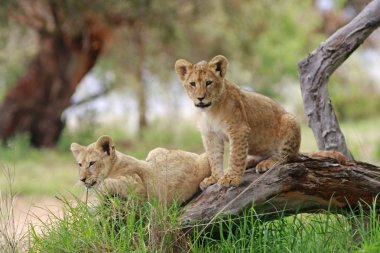 Vahşi Afrika aslanı