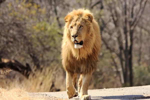 Dzikiej Afryki lew mężczyzna — Zdjęcie stockowe