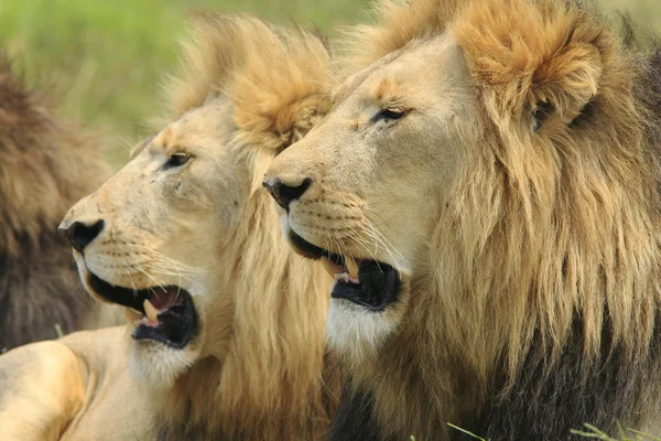 Wild african lion — Stock Photo, Image