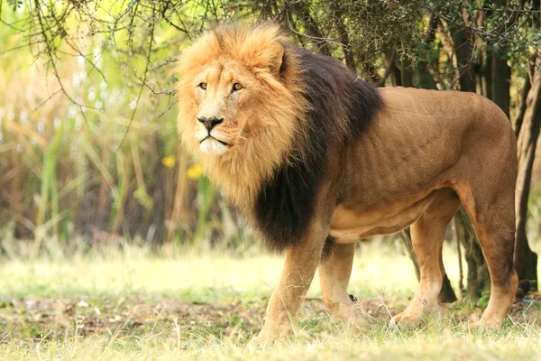 Afrikanischer Löwe — Stockfoto