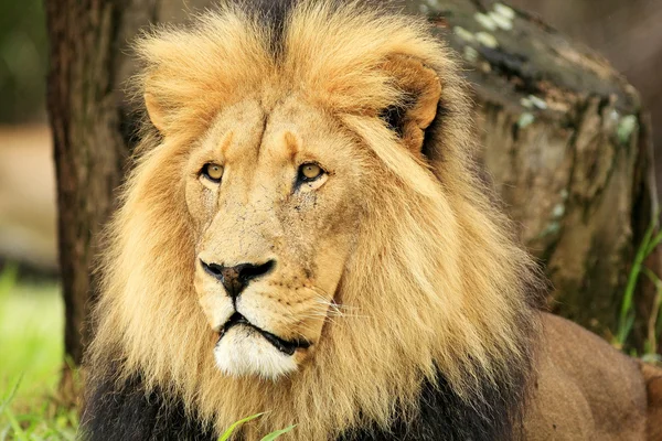 Wild african lion — Stock Photo, Image