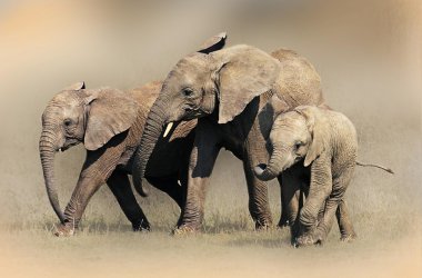 Vahşi Afrika fili