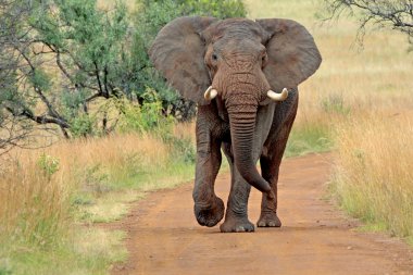 Wild african elephant clipart
