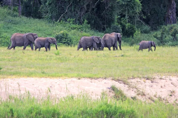 Luonnonvarainen afrikkalainen norsu — kuvapankkivalokuva