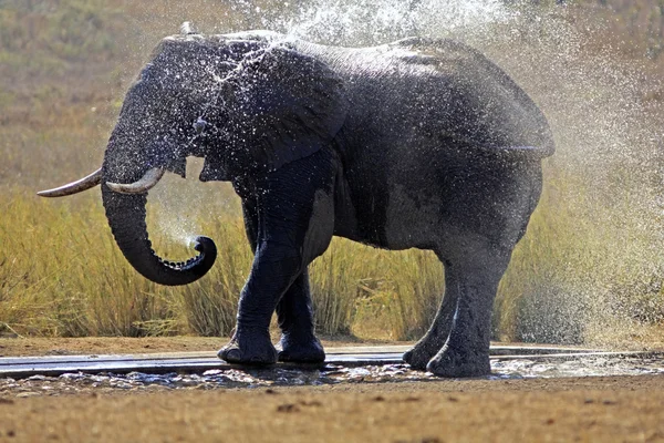 Collection of wild african elephants — Stock Photo, Image