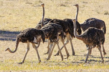 Vahşi Afrika kuşları