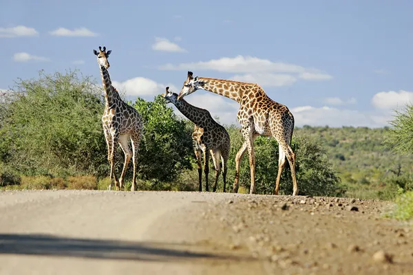 Dzikich afrykańskich żyrafa — Zdjęcie stockowe