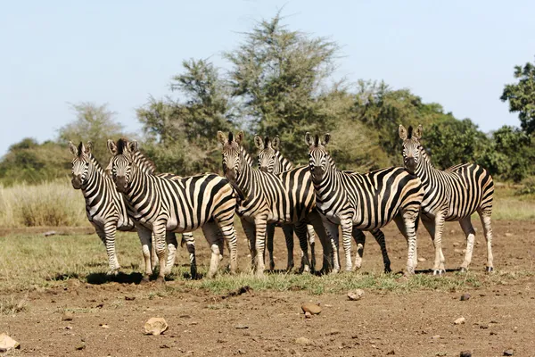 Vadon élő afrikai zebra — Stock Fotó