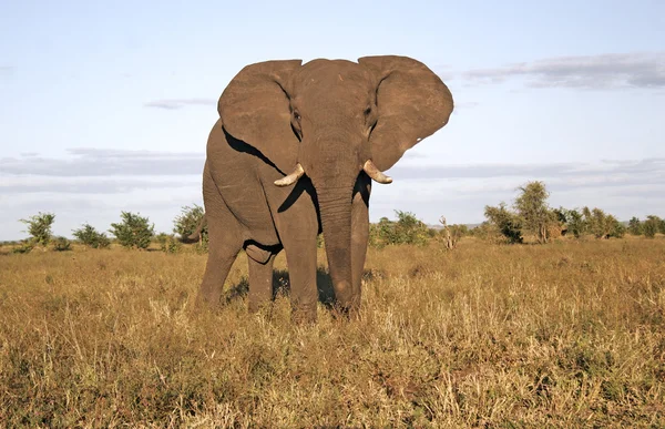 Άγρια αφρικανικός ελέφαντας, — Φωτογραφία Αρχείου