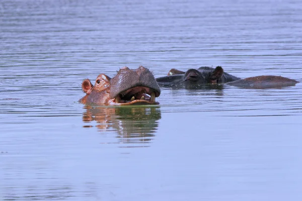 Dziki hipopotam Afryki — Zdjęcie stockowe