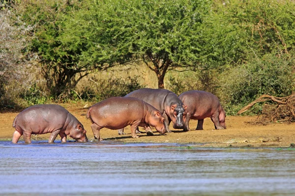 Ippopotamo africano selvatico — Foto Stock