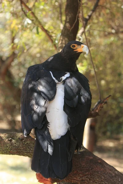 Aves africanas selvagens — Fotografia de Stock